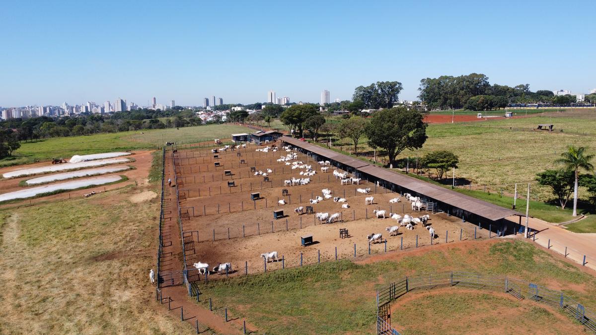 Estudos de clínica e produção de bovinos na prática desde o primeiro período (Foto/Diogo Ferreira)