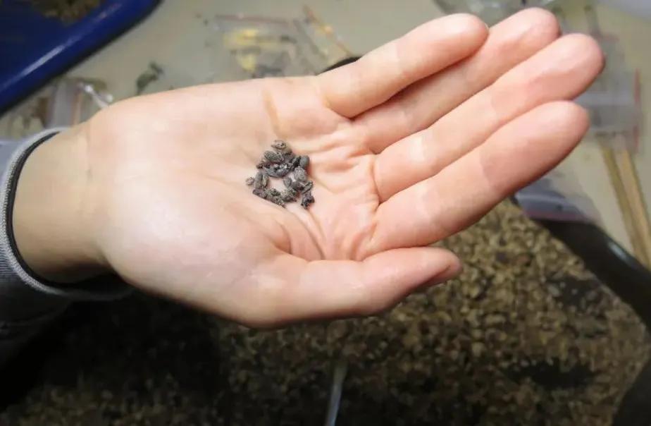 Sementes de uva escavadas no deserto do Neguev incluem variedade citada possivelmente na Bíblia (Foto/Guy Bar-Oz, Universidade de Haifa)