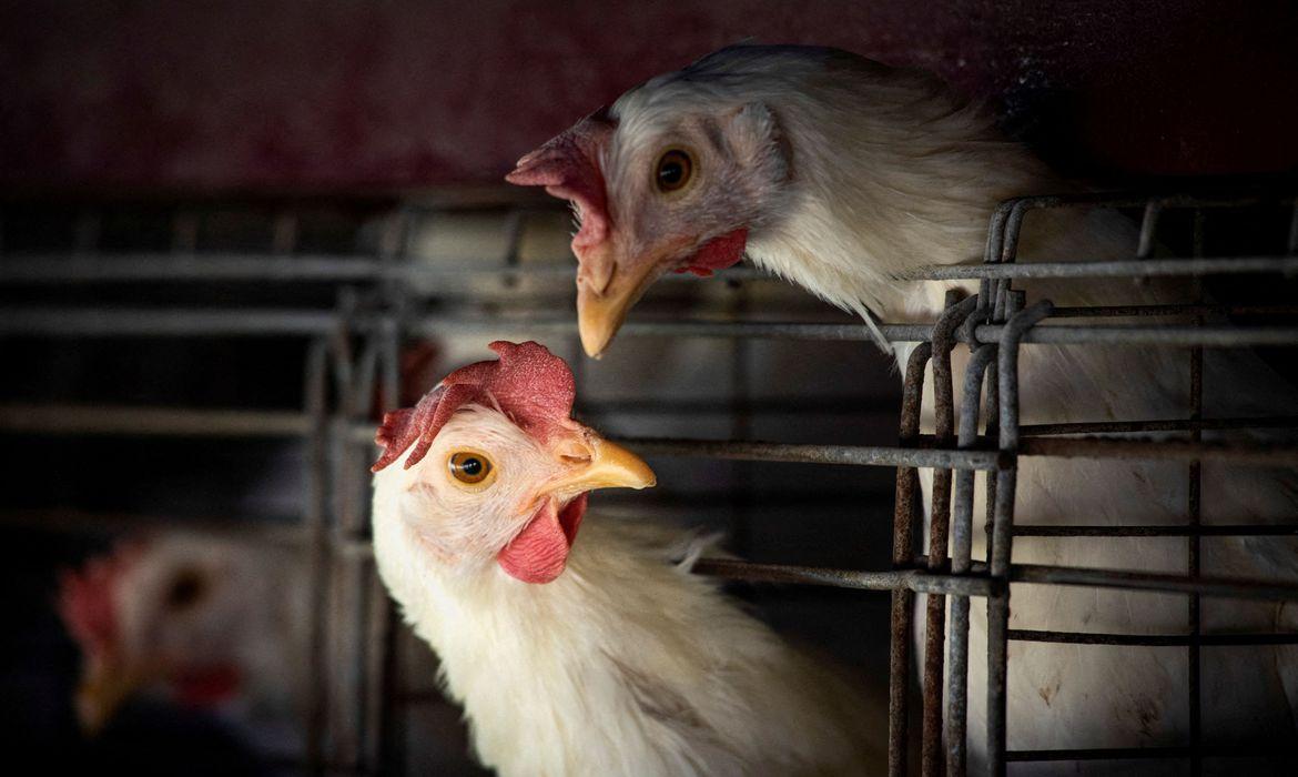 Aves, gripe aviária (Foto/Mariana Nedelcu/Reuters)