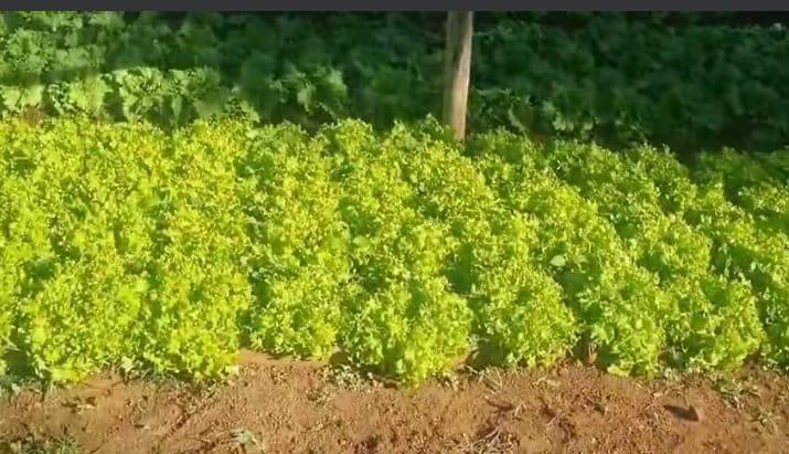 Horta na rua José Vieira do Nascimento, Parque dos Buritis, que a Prefeitura de Uberaba quer acabar; o local já foi lixão (Foto/Divulgação)