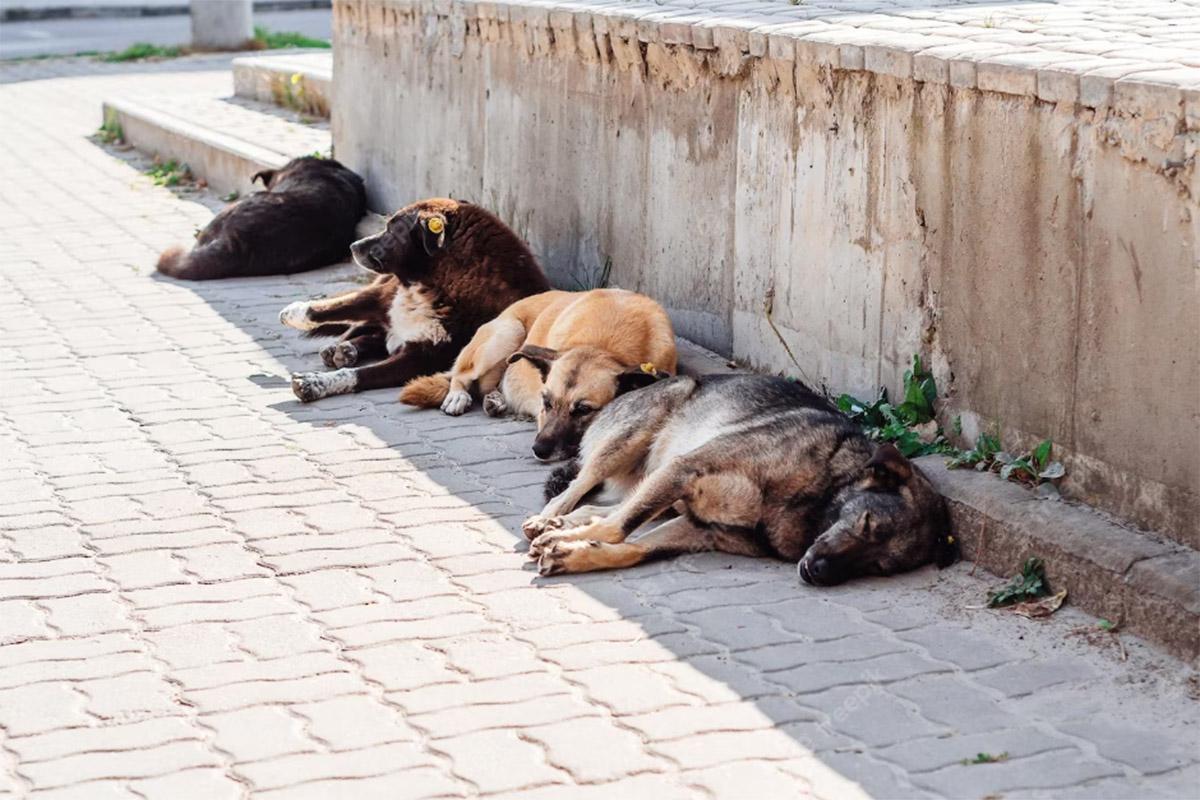 Animais de rua (Foto/Ilustrativa/Freepik)