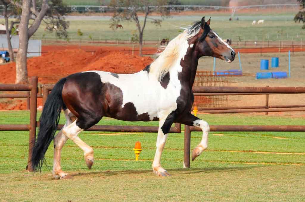 O preço deste cavalo pode variar entre R$5 mil e R$15 milhões (Foto/Euler Júnior/EM/D.A Press)