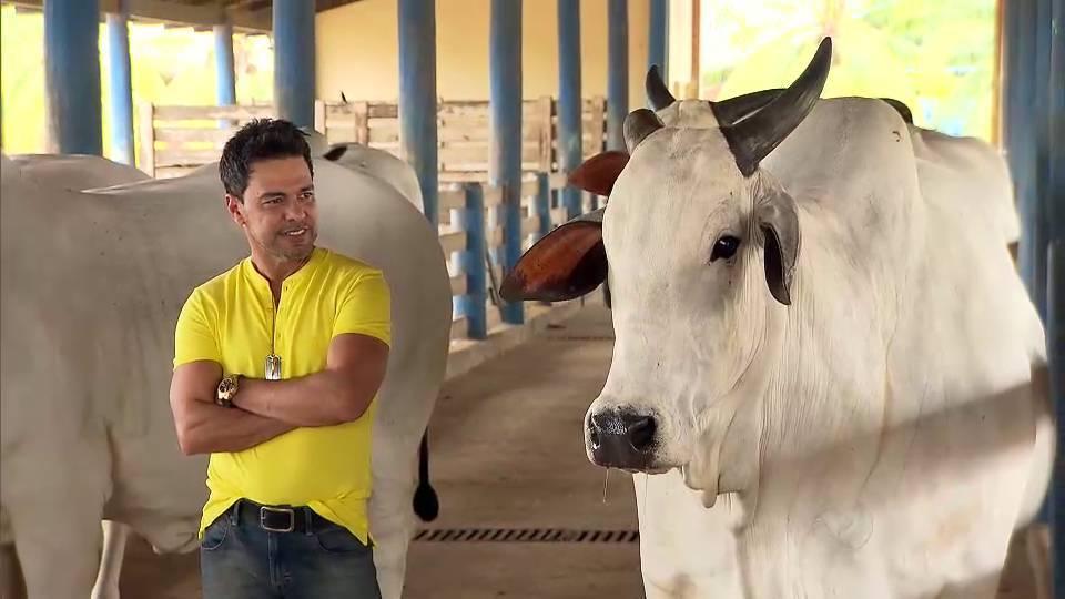 Zezé seleciona nelore na Fazenda É o Amor (Foto/Divulgação)