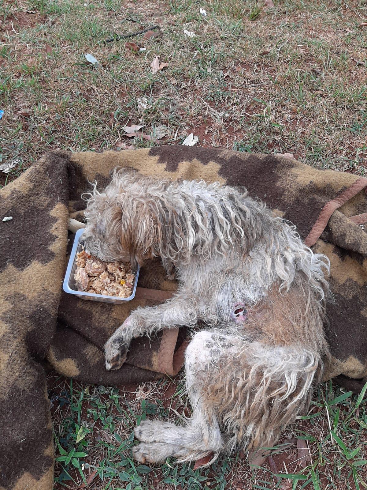 Cachorro ferido na Rodoviária de Uberaba (Foto/Leitor JM)