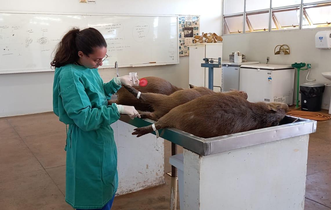 Capivaras encontradas mortas na Univerdecidade passam por necrópsia no HVU (Foto/Divulgação HVU)