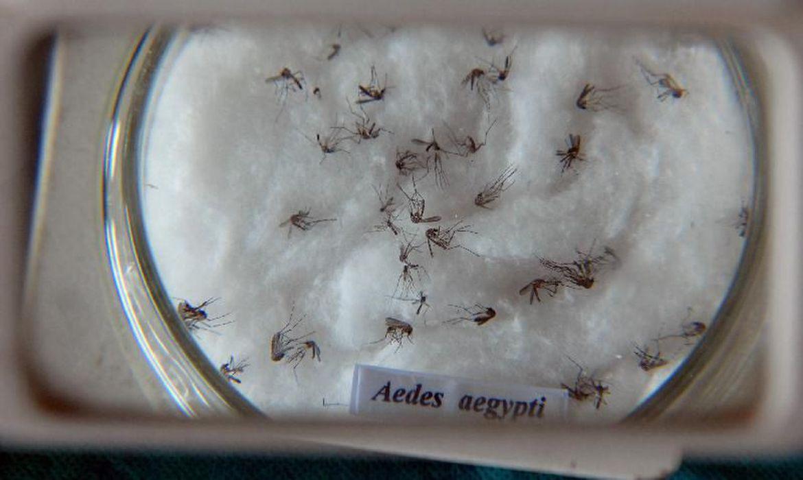 Mosquito da dengue (Foto/Agência Brasil)