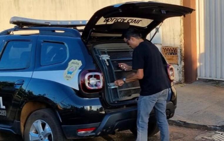 Apesar de tentar escapar, o homem foi preso pelos policiais civis e levado à Delegacia de Plantão e, posteriormente, para a penitenciária (Foto/Divulgação)