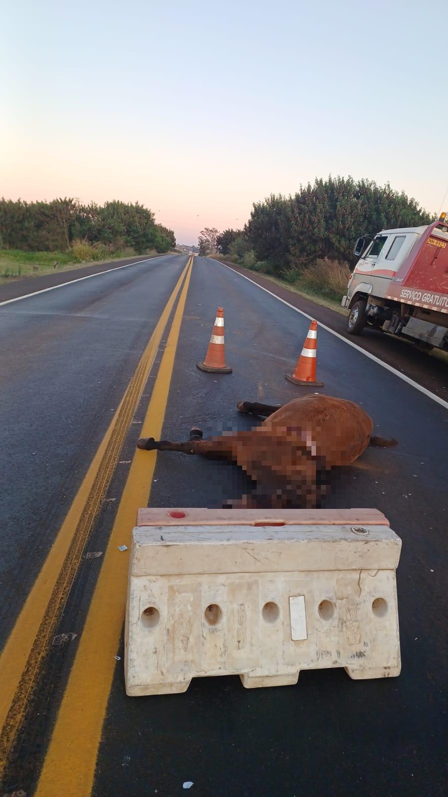 Cavalo foi encontrado morto na BR-262 (Foto/Reprodução Redes Sociais)