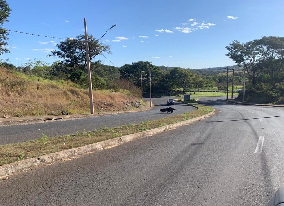 Tamanduá-bandeira visto na Univerdecidade (Foto/Leitor JM)