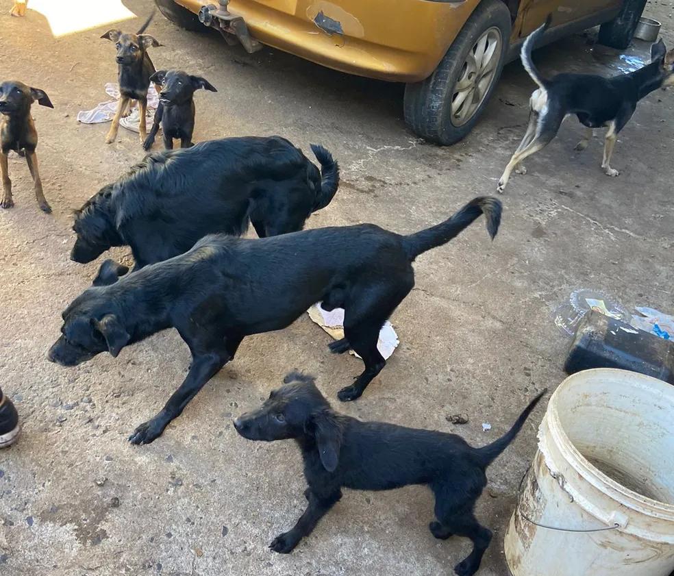 Os cães foram resgatados em situação de abandono (Foto/Divulgação GCM)