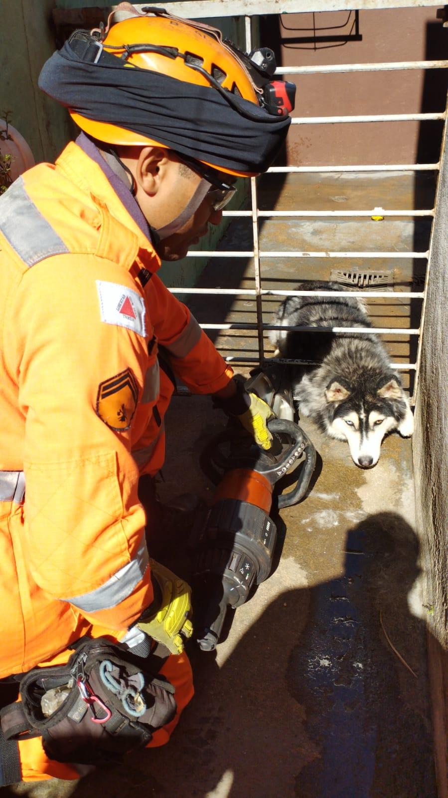 Bombeiros resgatam cachorro preso em grade de portão (Foto/Corpo de Bombeiros)