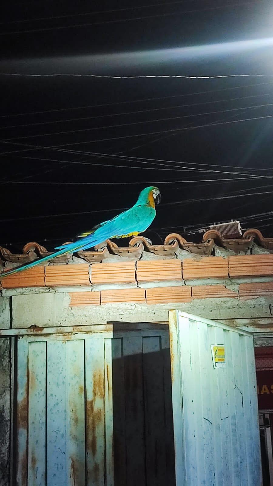 O animal foi resgatado de garagem de casa em Uberaba (Foto/Corpo de Bombeiros)