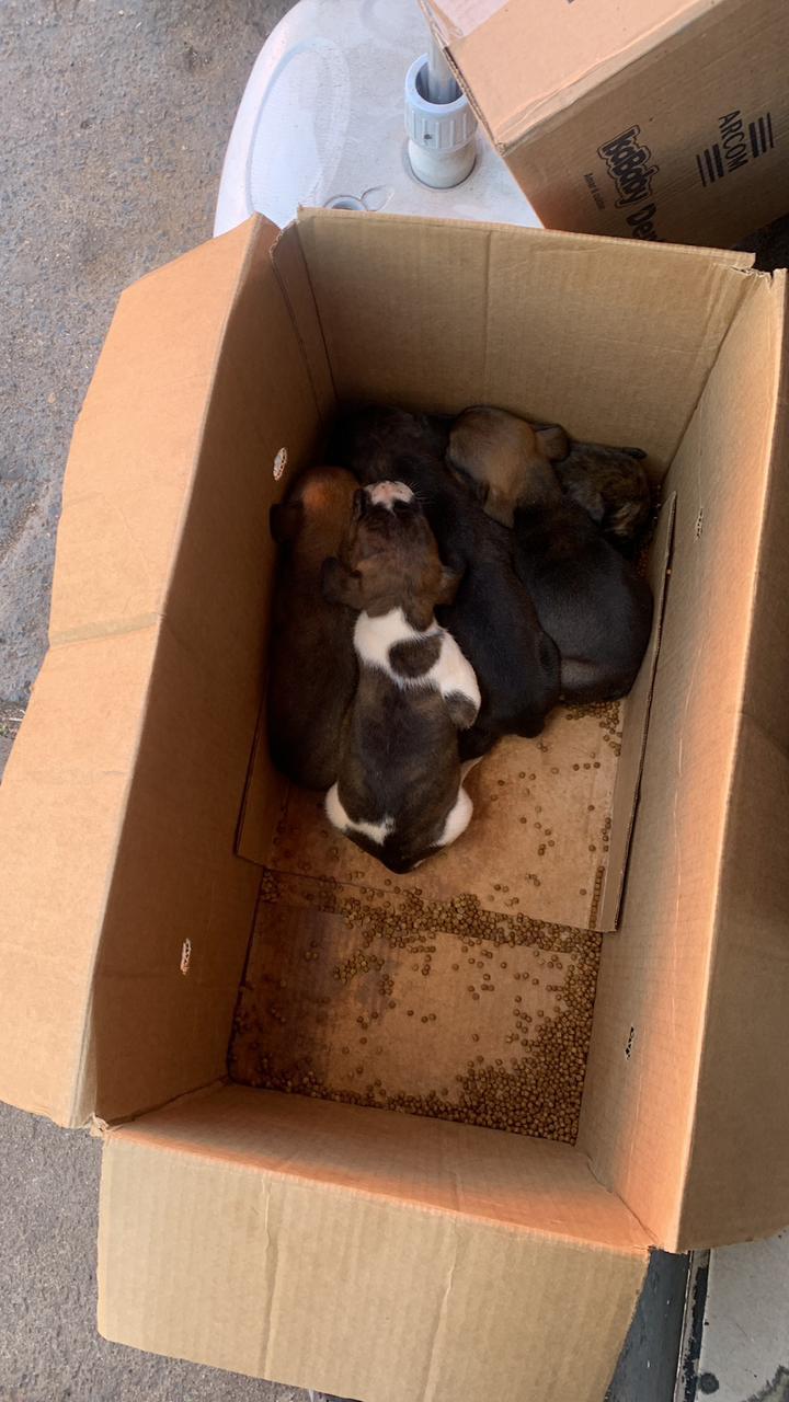 Os seis cães de raça não definida foram acolhidos por uma ONG e em breve estarão disponibilizados para adoção (Foto/Divulgação)