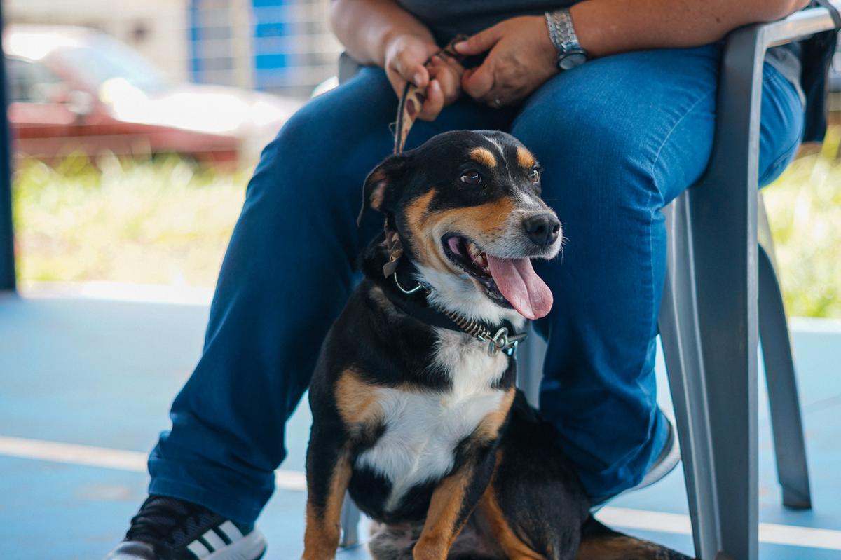 Mutirão de Castração Animal, em Uberaba (Foto/Divulgação PMU)