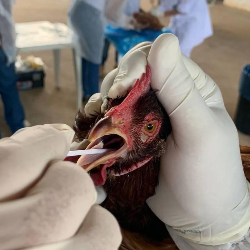 Os cursos abordaram questões técnicas e teóricas a respeito da gripe aviária e reuniram profissionais das regionais de Uberaba, Uberlândia e Patrocínio (Foto/Divulgação)