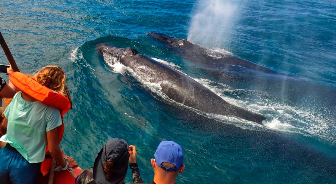 Viajantes podem ver de perto os animais em passeios de barco em cidades do Nordeste, Sul e Sudeste do Brasil (Foto/WhitePaper Docs)