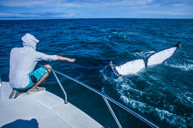 Viajantes podem ver de perto os animais em passeios de barco em cidades do Nordeste, Sul e Sudeste do Brasil (Foto/ES Brasil)