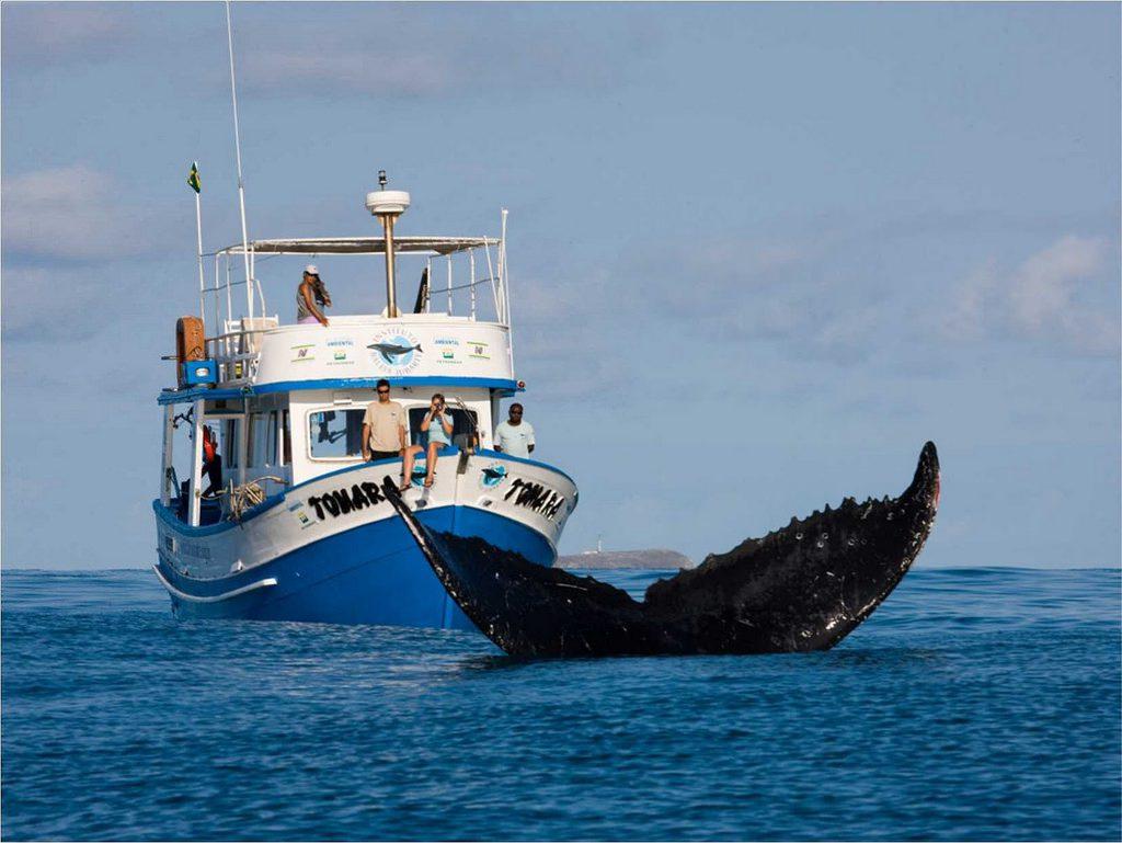 Viajantes podem ver de perto os animais em passeios de barco em cidades do Nordeste, Sul e Sudeste do Brasil (Foto/Pousada Guaratiba)