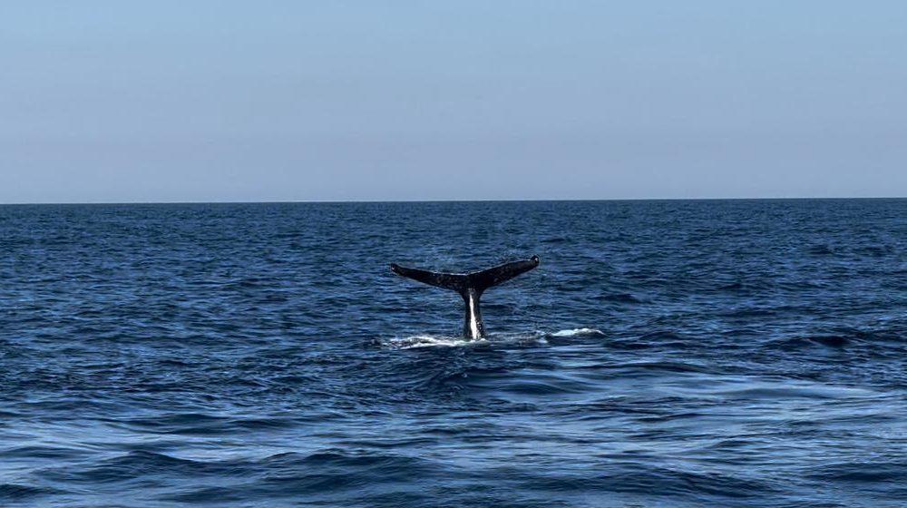 Viajantes podem ver de perto os animais em passeios de barco em cidades do Nordeste, Sul e Sudeste do Brasil (Foto/Prefeitura de Guarujá/SP)