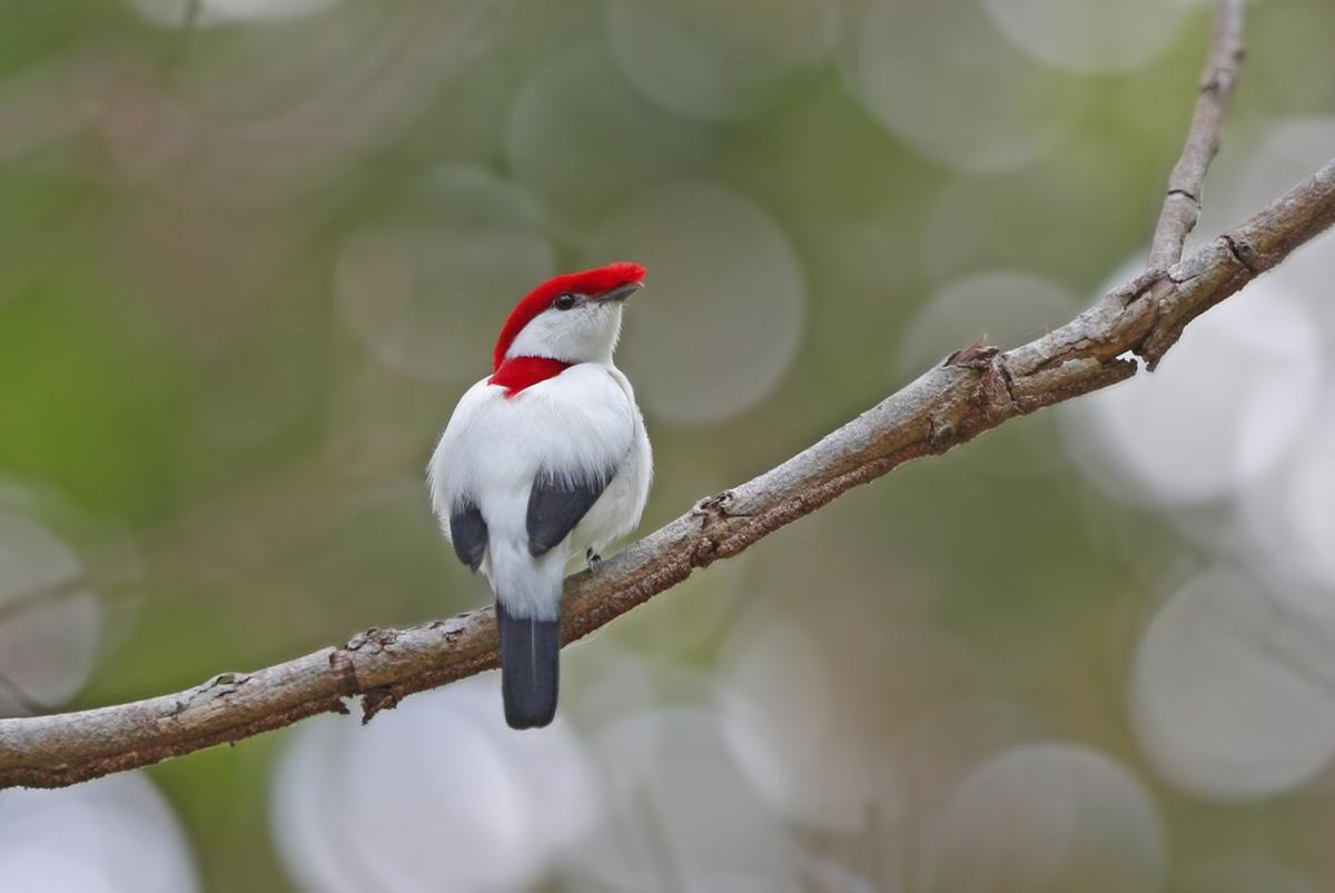 Ave Soldadinho-do-araripe é uma das espécies com risco crítico de extinção no Brasil. (Foto/Ciro Albano/ICMBio)