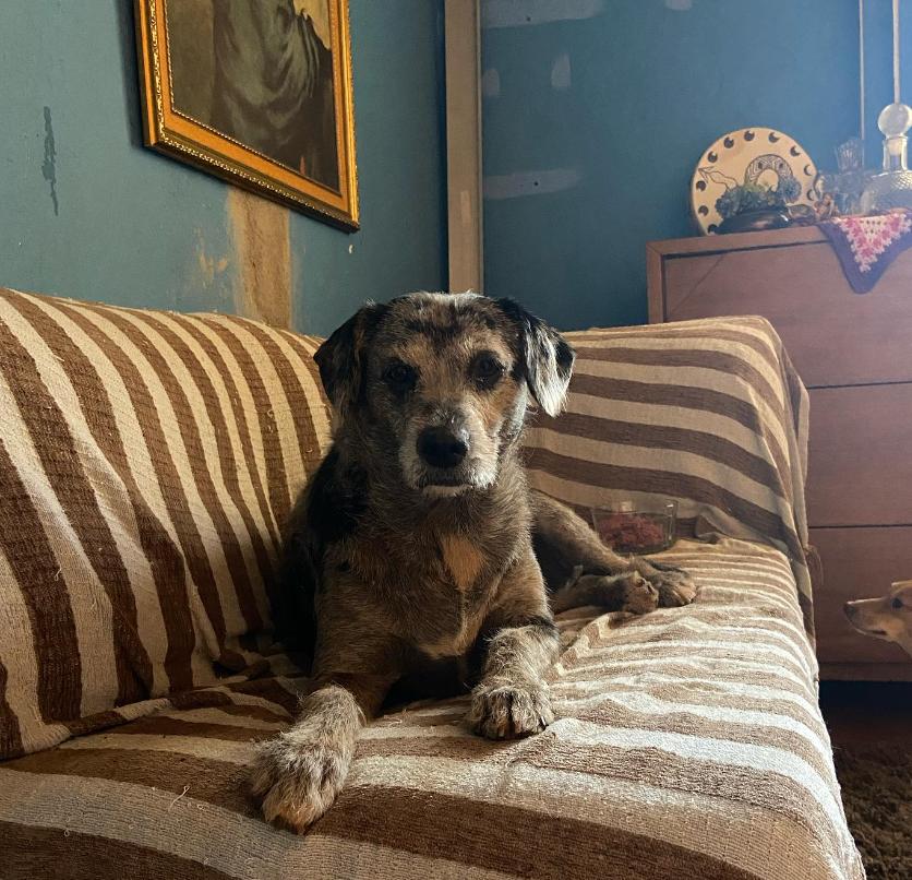 Cadela Hiena, que morava na Prefeitura de Uberaba, está no Abrigo dos Anjos (Foto/Reprodução/Redes Sociais)