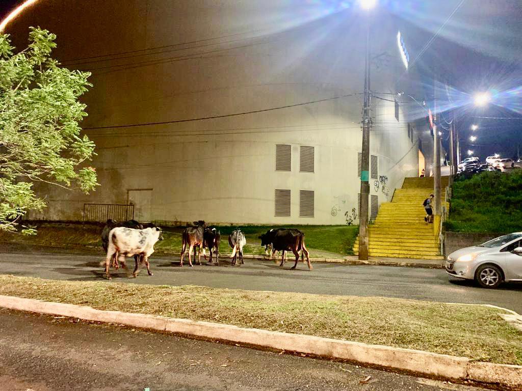 Gado solto na pista quase provoca acidente na noite desta terça-feira, próximo ao Praça Uberaba Shopping. As reses caminhavam tranquilamente pela avenida Leopoldino de Oliveira... (Foto/Leitor JM)