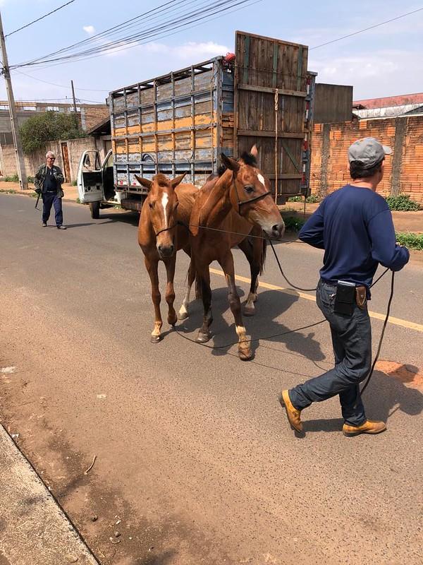 Posturas apreendeu e removeu seis equinos, soltos em via pública, no bairro Maracanã (Foto/Divulgação)