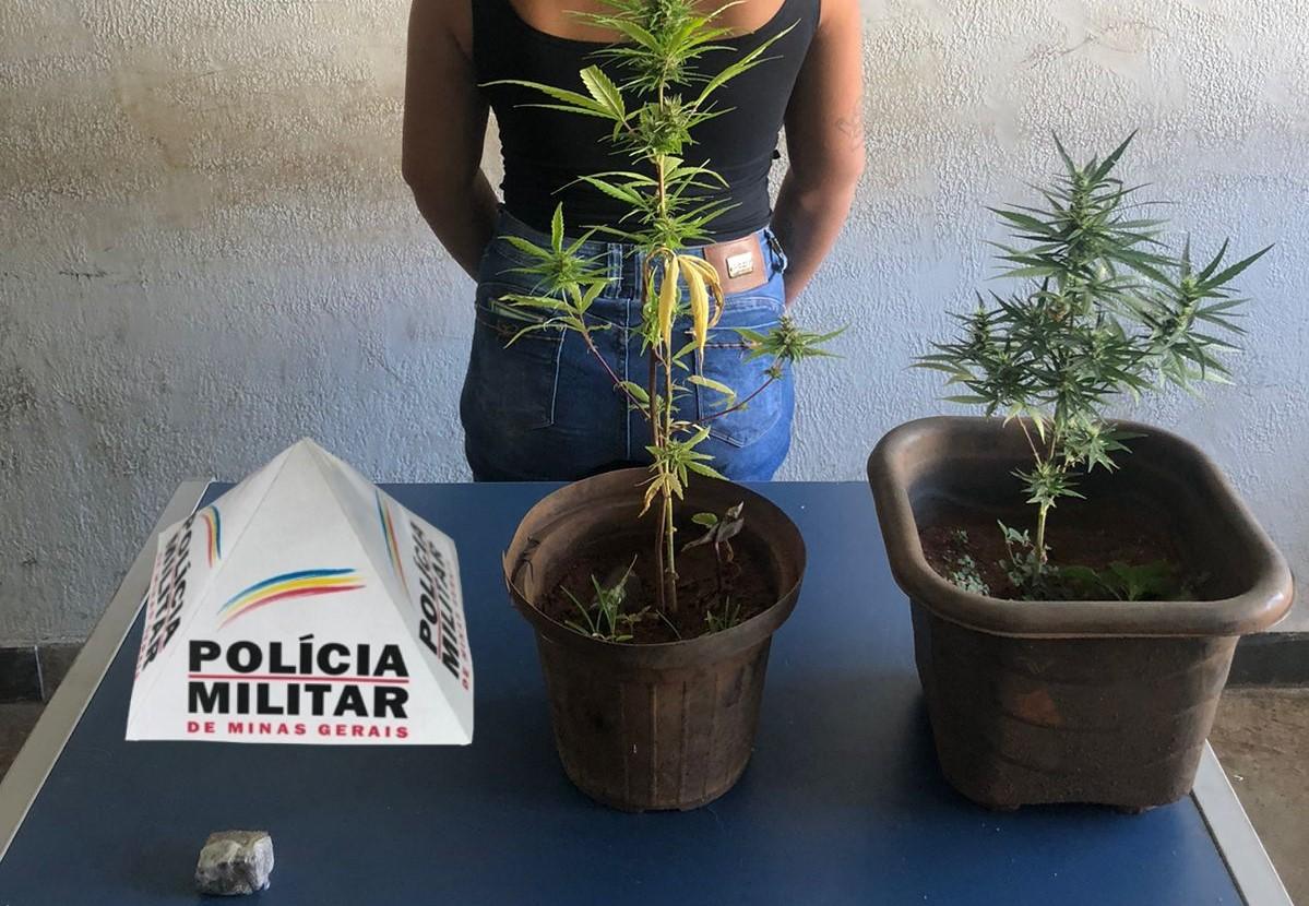 Vasos com Cannabis sativa e uma bucha de maconha encontrados na residência onde estava o veículo, furtado em julho deste ano (Foto/Divulgação)