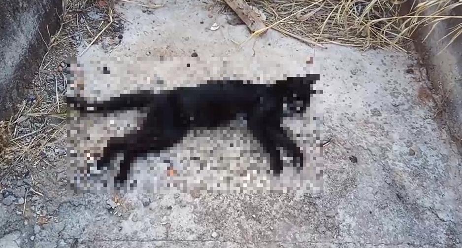 Possíveis casos de envenenamento de gatos no Tita Rezende (Foto/Reprodução/Denúncia)