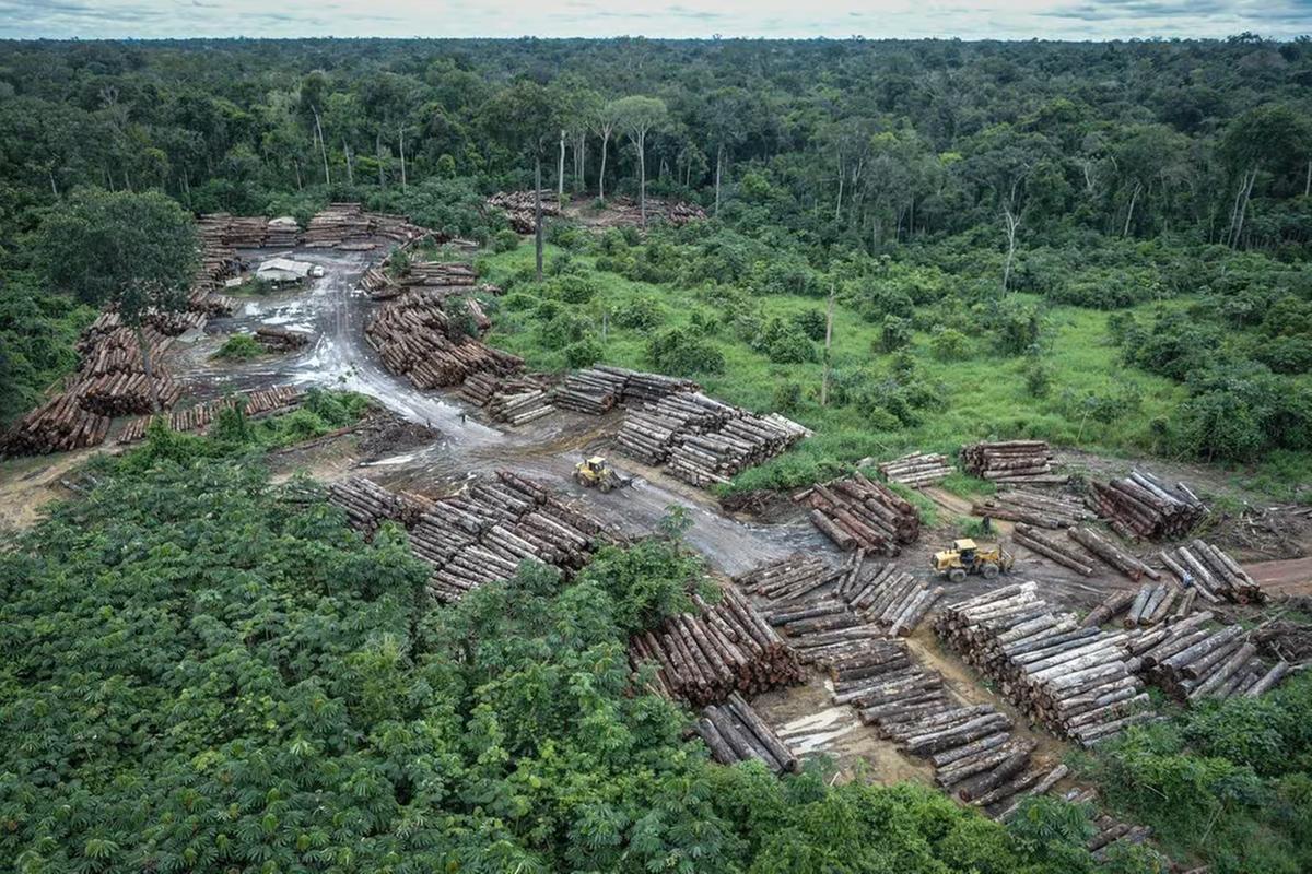 Desmatamento na Amazônia (Foto/Felipe Werneck/Ibama)