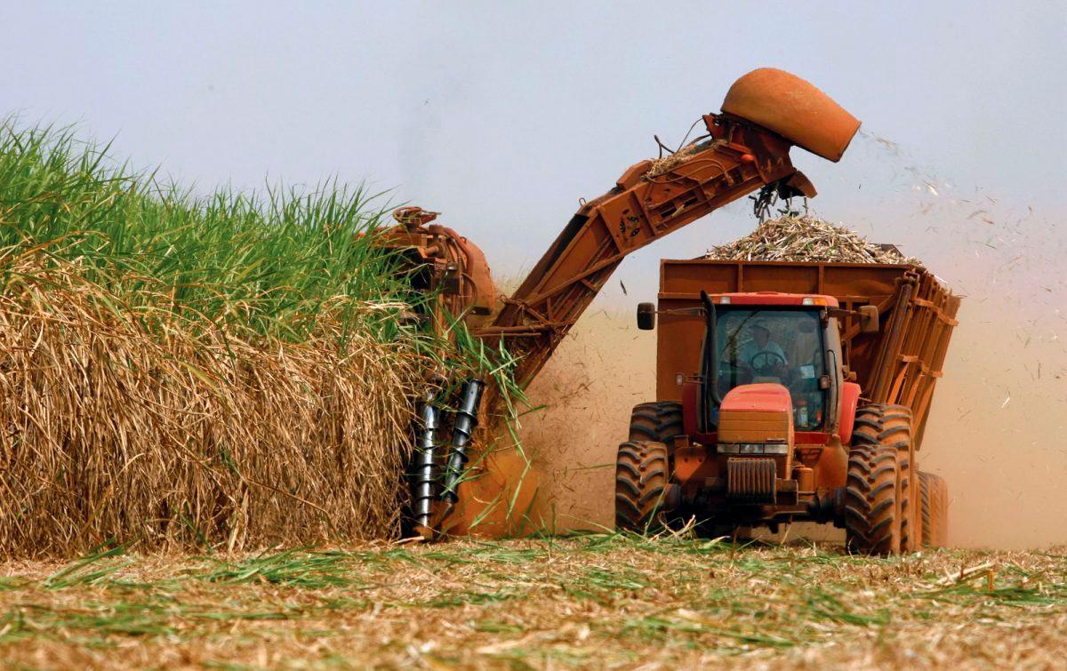 Uberaba foi líder em produção de cana-de-açúcar, com 9,7 milhões de toneladas (Foto/Reprodução)