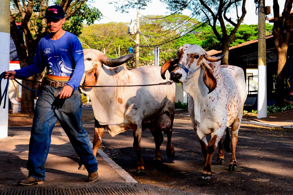 Apresentações abordarão temas como manejo nutricional das raças zebuínas leiteiras e seus cruzamentos (Foto/Divulgação)