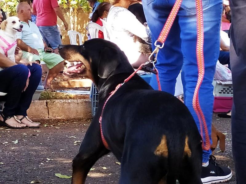 Tutores podem levar os animais para serem vacinados no Departamento de Zoonoses, de segunda a sexta-feira (Foto/Divulgação)