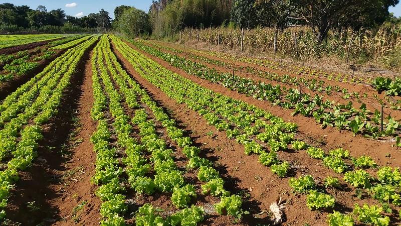 As regiões mais beneficiadas são Santa Fé, São Basílio e Santa Rosa, que concentram a maioria da produção de hortifrutigranjeiros (Foto/Divulgação)