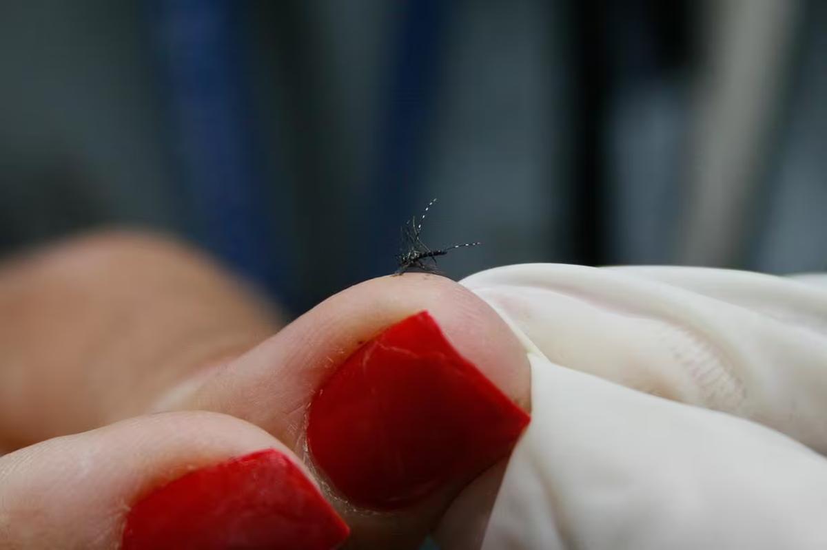 Mosquito da dengue (Foto/Betina Carcuchinski/PMPA)