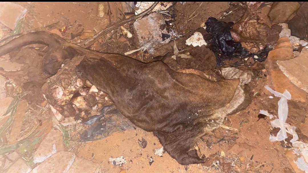 Pele encontrada na casa (Foto/Divulgação)