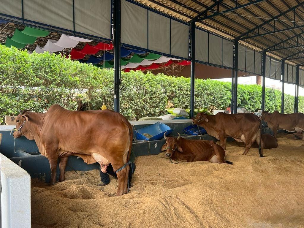 Os 50 animais das raças gir leiteiro, girolando e sindi já estão nos pavilhões do Parque Fernando Costa (Foto/Divulgação)