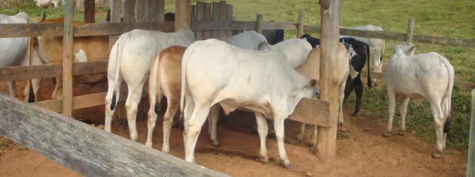 Os animais representam descarte técnico para a Epamig, mas se encontram em plenas condições de comercialização  (Foto/Divulgação)