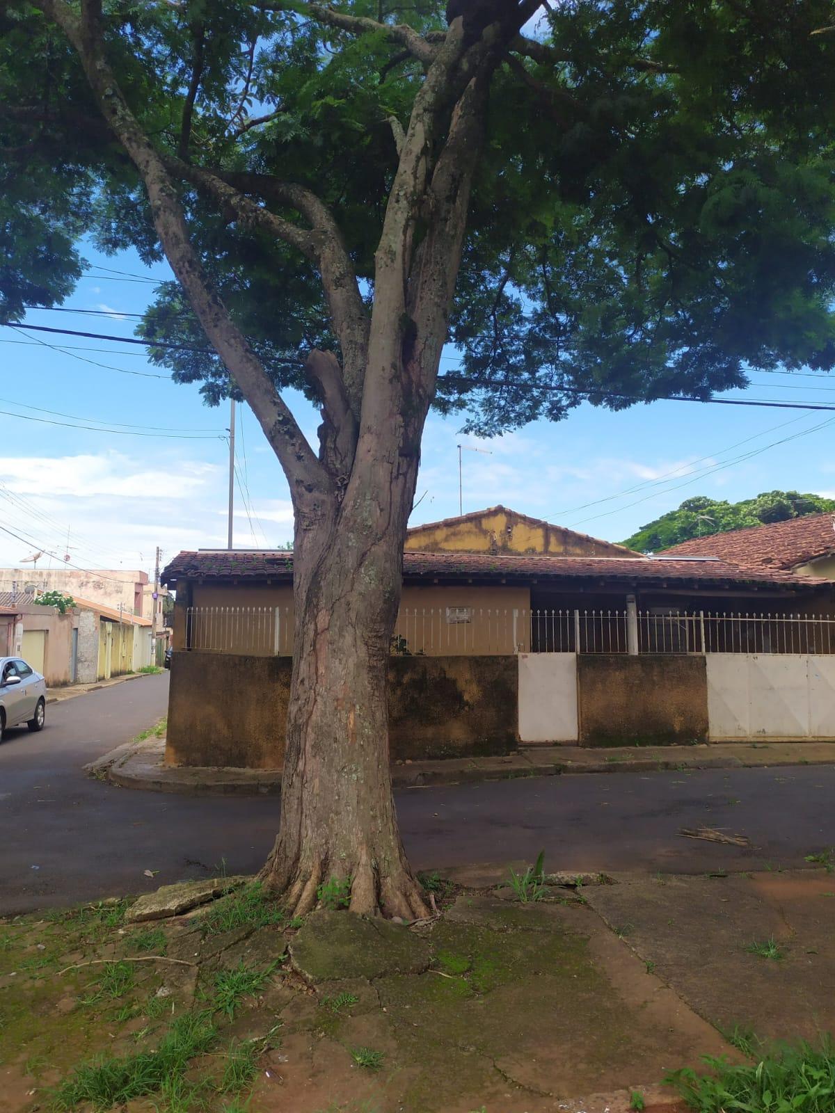 Moradores temem queda de árvore (Foto/Leitor JM)