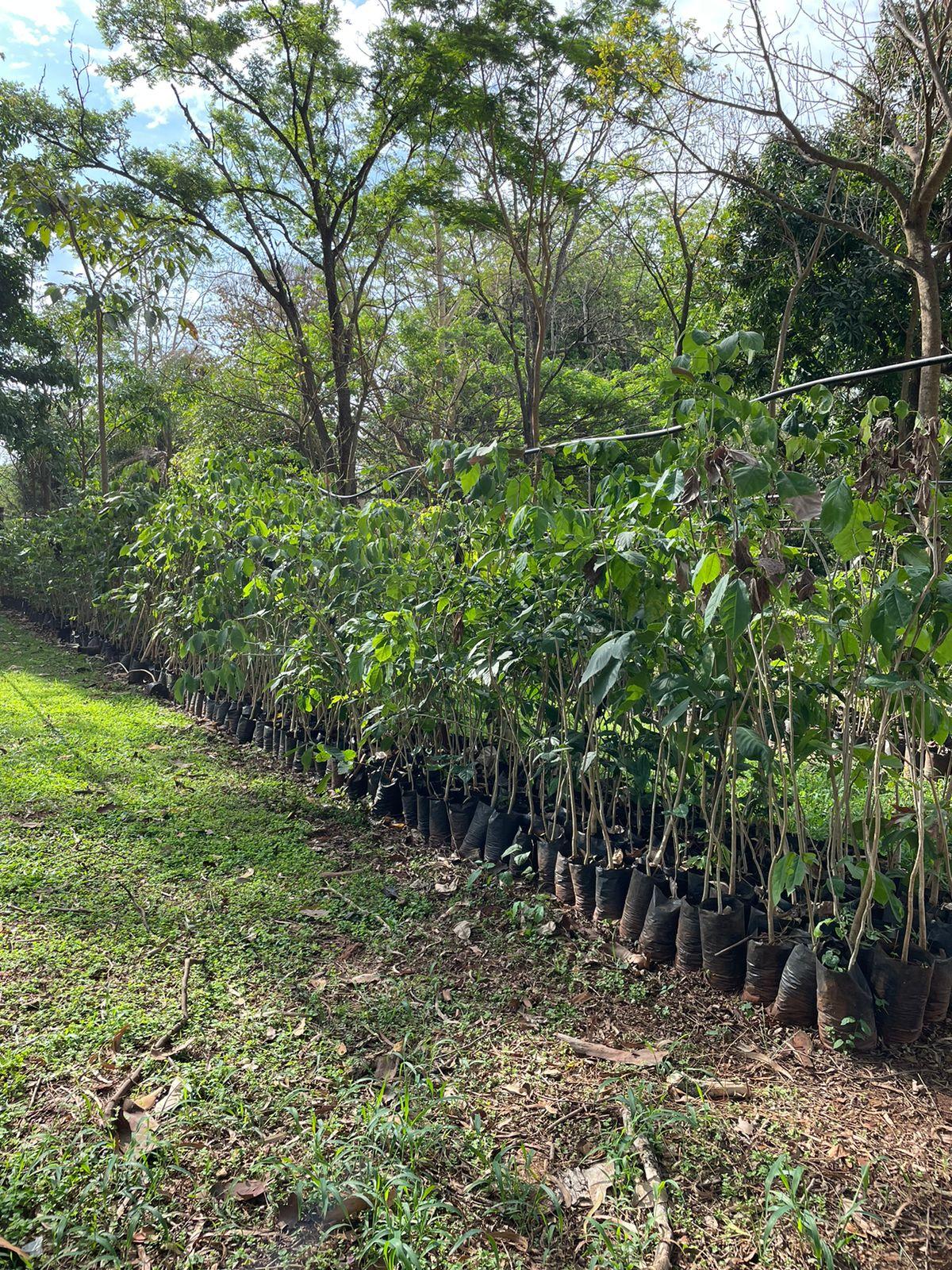 Além da revitalização da arborização em ruas e avenidas, as mudas produzidas no horto estão disponíveis para doação (Foto/Divulgação)