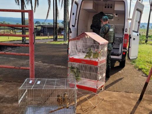 Ao todo, foram destinadas 40 aves, sendo 13 adultos e 27 filhotes, entre araras, corujas e periquitos, além de um filhote de cervídeo e um jabuti adulto (Foto/Divulgação)