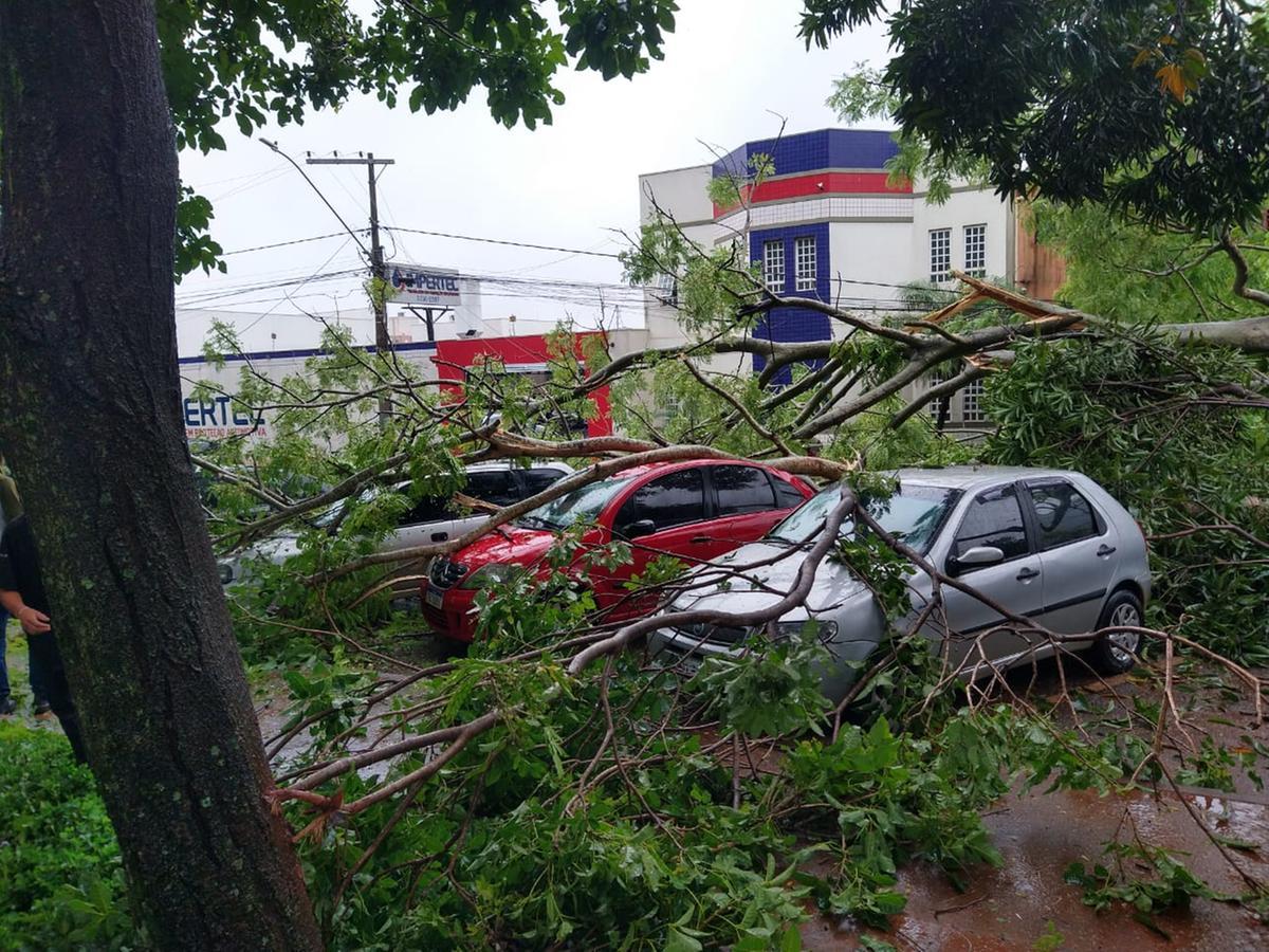 Árvore que caiu sobre carros em Uberaba, no começo de 2023, no bairro Cidade Jardim (Foto/Arquivo JM)