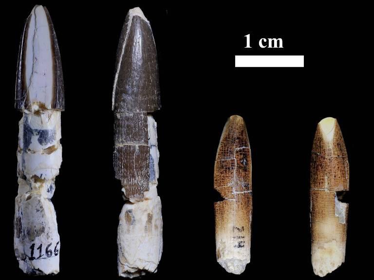 Dente de titanossauro encontrado em Uberaba, quando comparado a outro (Foto/Divulgação)