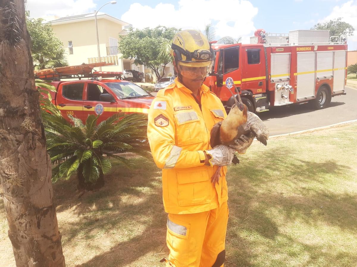 A ave foi encaminhada para o Hospital Veterinário da UNIUBE (Foto/Divulgação)