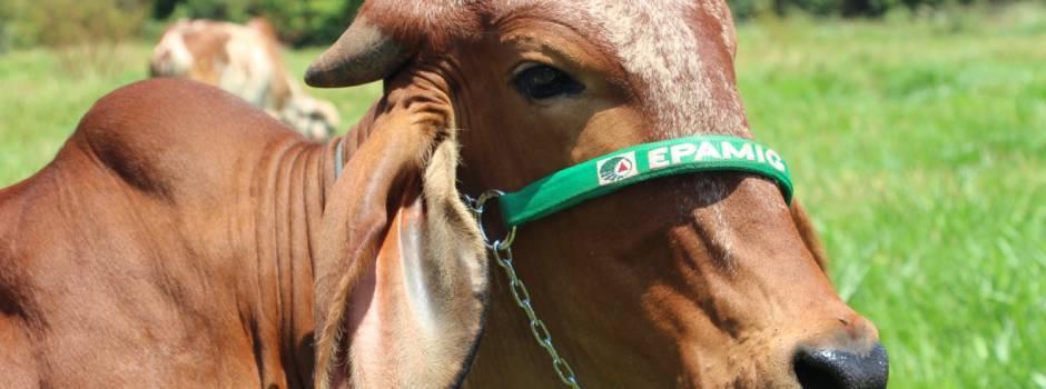 Desempenho de novilhas da raça gir leiteiro em diferentes sistemas de pastagens integradas é um dos projetos apresentados (Foto/Divulgação)