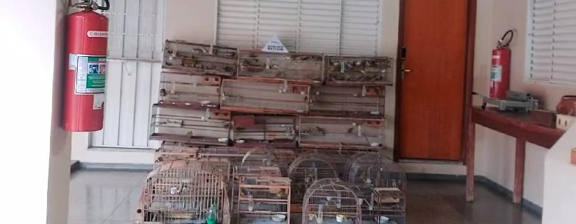 Aves resgatadas pela Polícia Militar Ambiental (Foto/Reprodução)