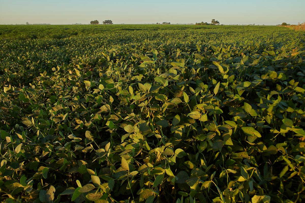 Bom volume de chuvas em outubro possibilitou início da plantação da oleaginosa 