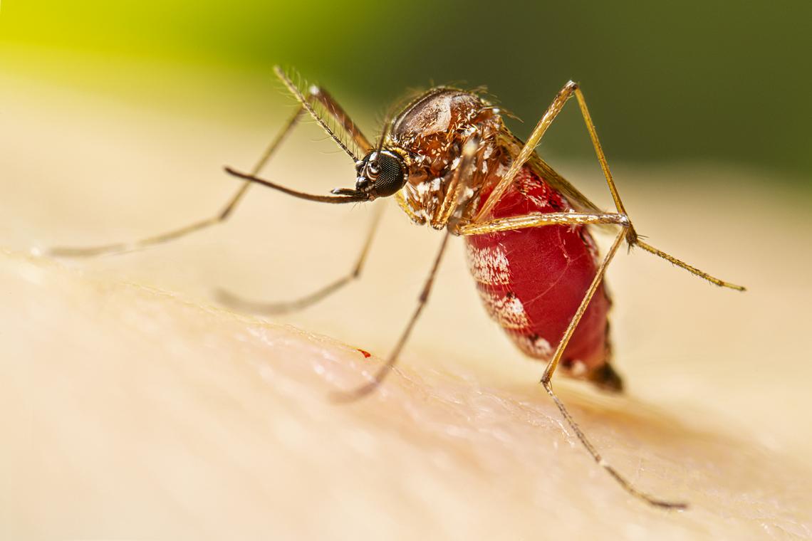 Mosquito Aedes Aegypt quando tem dupla infecção é cinco vezes maior (Foto: Lauren Bichop-CDC)