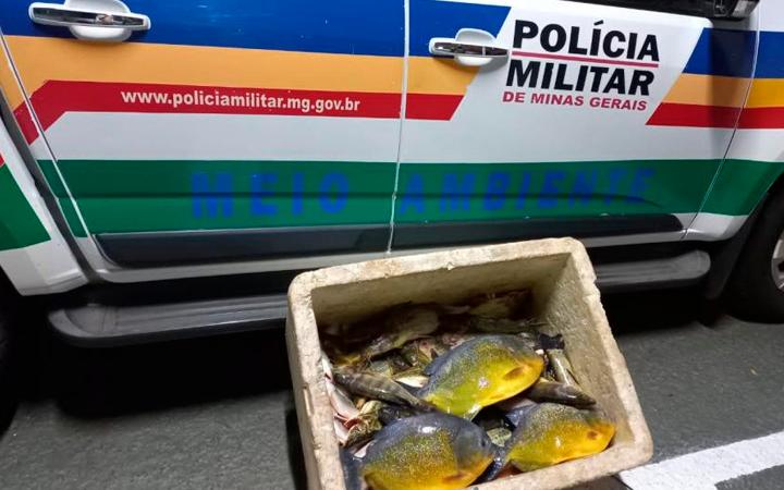 Multa por pesca predatória é definida pela quantidade de peixes capturados além do permitido (Foto: Arquivo JM)