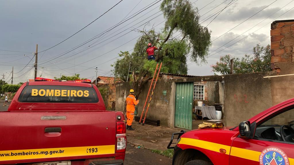 O Corpo de Bombeiros foi acionado para atender diversas solicitações relacionadas a árvores caídas (Foto/Divulgação)